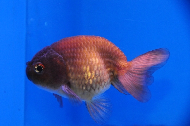 Dandy Orandas Fancy Goldfish