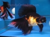red/black telescope-eye veiltail