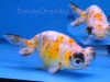 calico telescope-eye ranchu