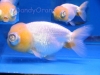 white telescope-eye lionhead