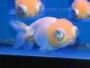 white telescope-eye lionhead
