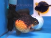 red/black single-tail pearlscale