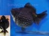black pearlscale