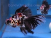 calico telescope-eye veiltail