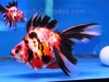 tri-color long-tail ryukin