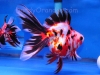 tri-color long-tail ryukin