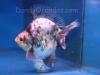 black/white short-tail ryukin