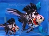 tri-color long-tail ryukin