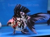 tri-color long-tail ryukin