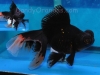 black dragon-eye