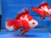 red/white broad-tail ryukin