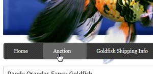 Live Goldfish Auctions