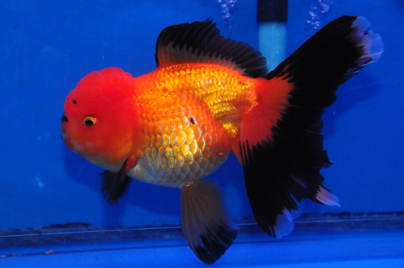 red and black oranda goldfish