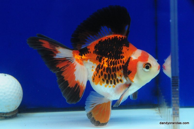 Tri-Color Broadtail Ryukin DandyOrandas.com