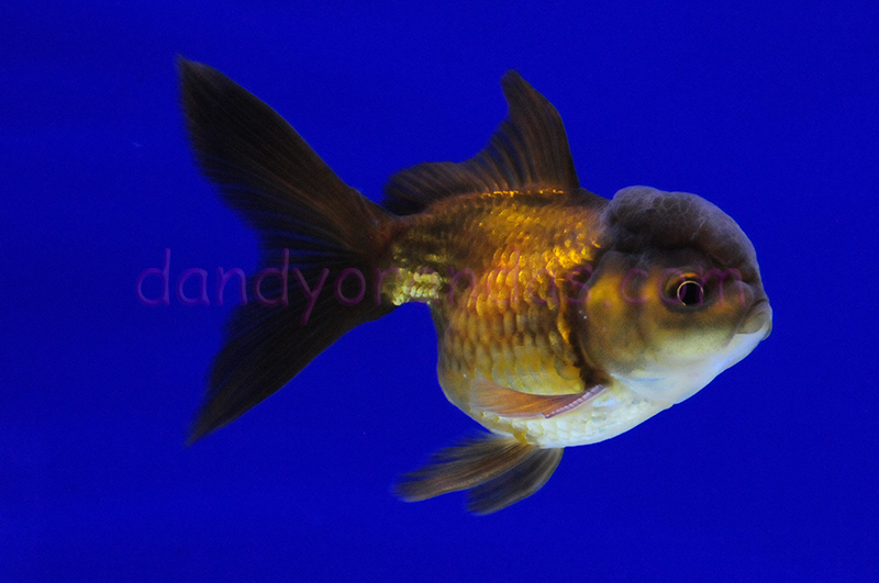 Single Tails Fish Single-Tail Oranda » DandyOrandas.com