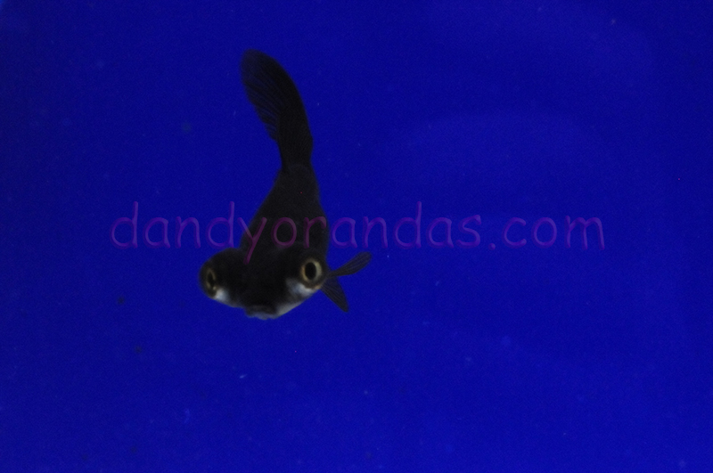 Lil Single-Tail Telescope » DandyOrandas.com