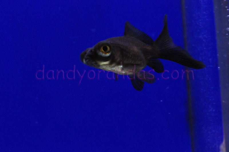 back number3rdデモCD then fish Germanium Limited Edition Statesboro Bluesman - Guitar