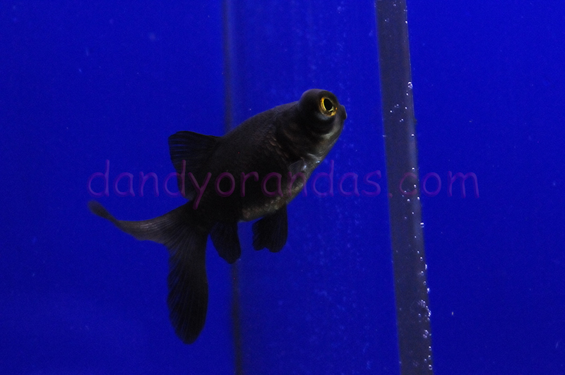 back number3rdデモCD then fish ZIMO MX605 Micro Direct DCC Sound Decoder - N Drop-in Board