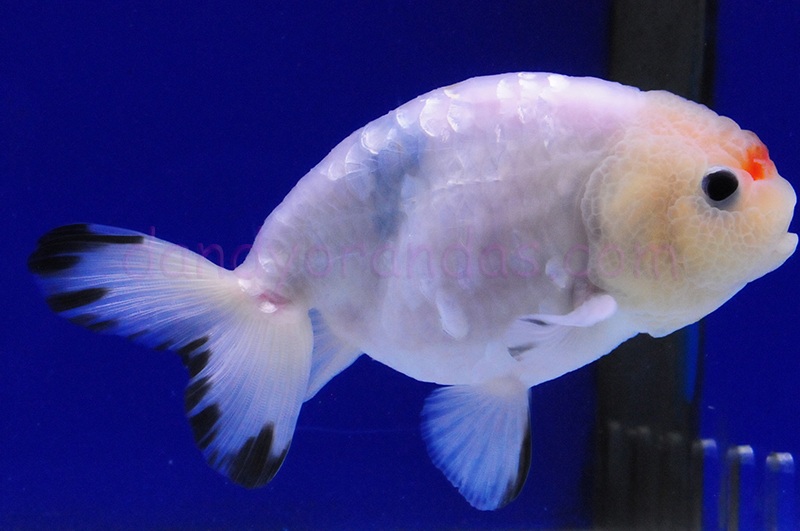 Tri-Color Nacreous Ranchu » DandyOrandas.com