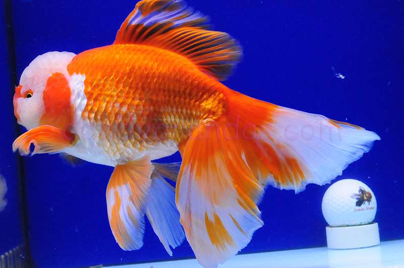 Oranda Shape Massive Red/White Oranda with Jade Seal » DandyOrandas.com