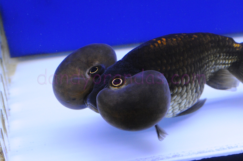 black bubble eye fish