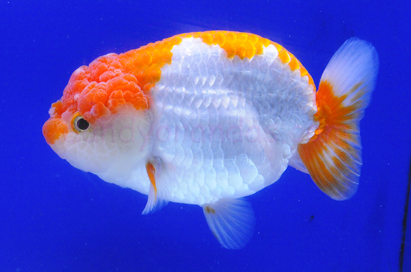 Big Red/White Ranchu » DandyOrandas.com